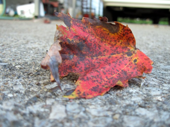 A leaf, shed. Taken 9/22/2010.